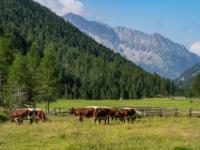 Im breiten mittleren Knuttental grasen Kühe - Klammljoch Wanderung